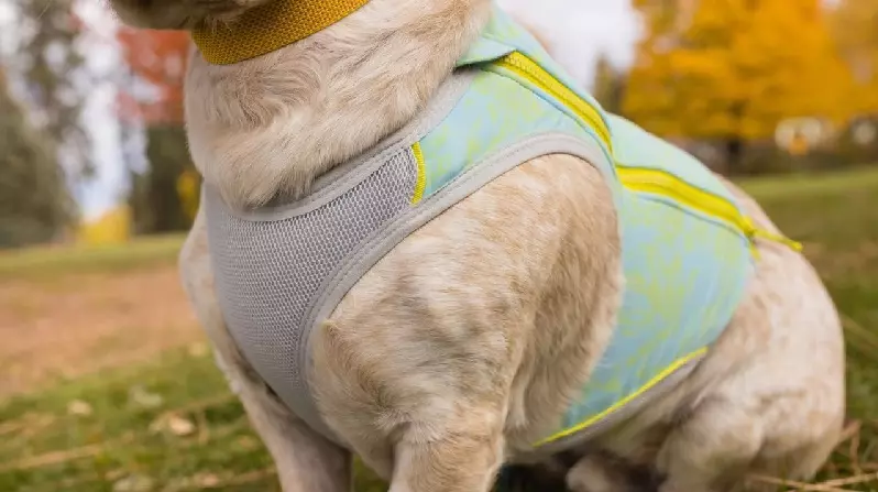 Hund mit Kühlweste: Graues Netzmaterial an der Seite, blauer Stoff mit Reißverschluss oben.