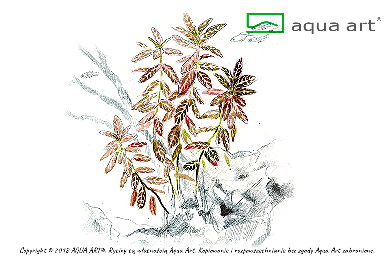 Hygrophila polysperma 'Sunset' in Vitro