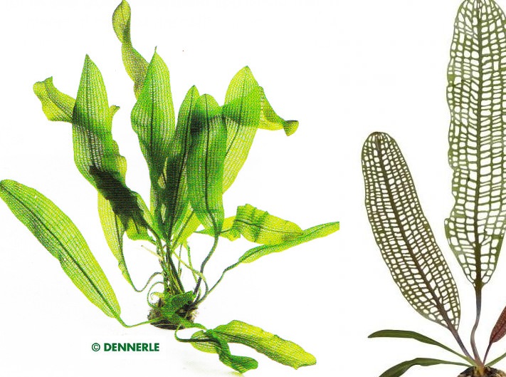 Dennerle Aponogeton henkelianus - Grosse Madagaskar - Gitterpflanze - Knolle