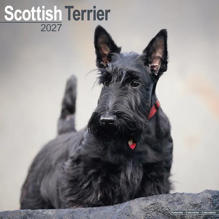 Kalender 2027 Scottish Terrier