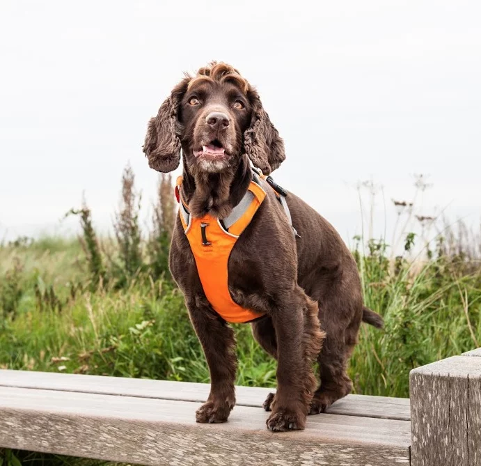fuzjchg Front Range Harness Campfire Orange