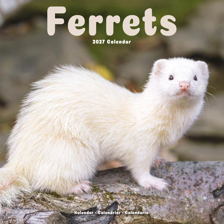 Kalender 2027 Frettchen - Ferrets - Europäischer Illtis