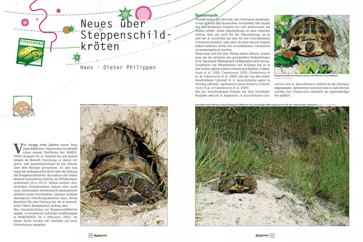 marginata-41-steppenschildkroeten-2 Marginata 41 - Steppenschildkröten