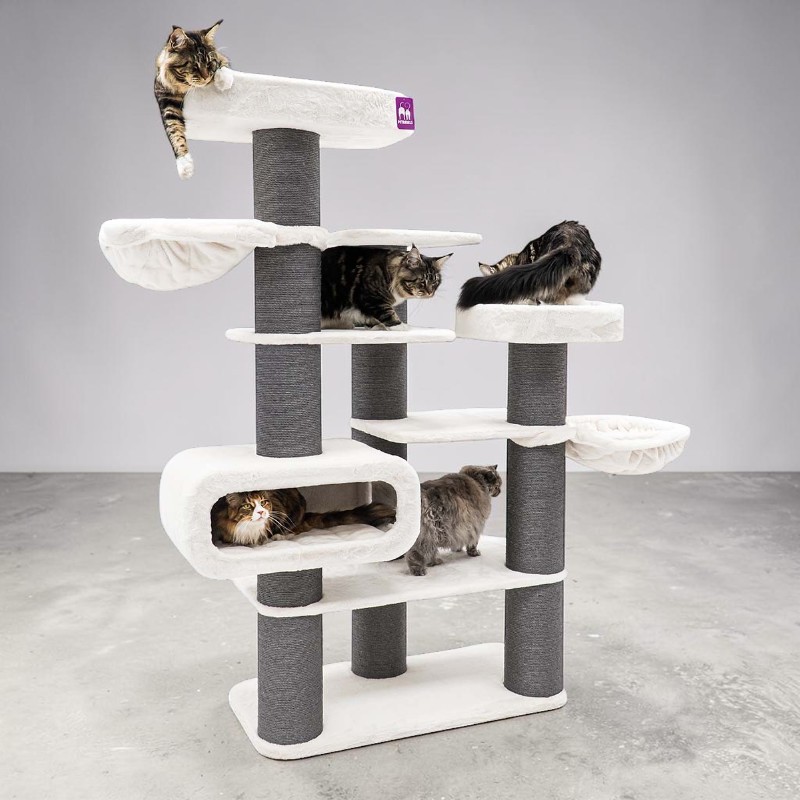 Cinque gatti Maine Coon su un tiragraffi alto multilivello bianco e grigio scuro. Uno è appeso in alto rilassato, uno nella casetta, due sui ripiani, uno cammina su una piattaforma inferiore.