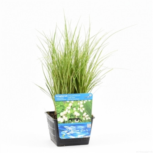 Green grass in a black plastic pot with a blue and white label against a white background.