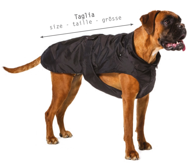 Hund Rückenlänge