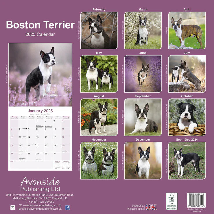Kalender 2025 Boston Terrier