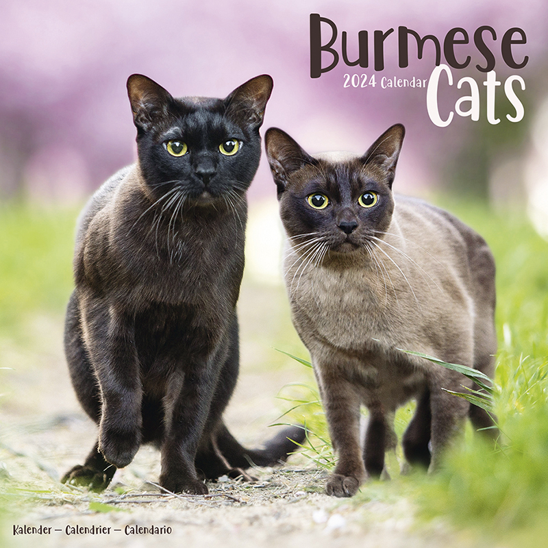 Kalender 2024 Burma-Katze - Burmese Cats