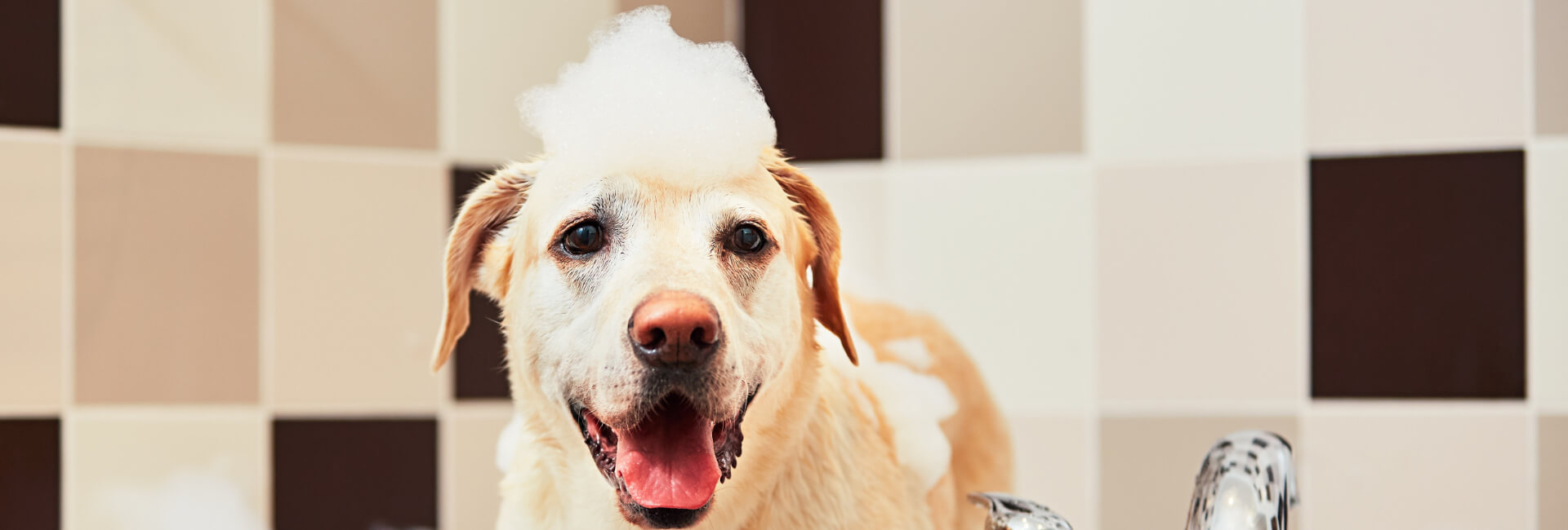 Hunde Shampoo