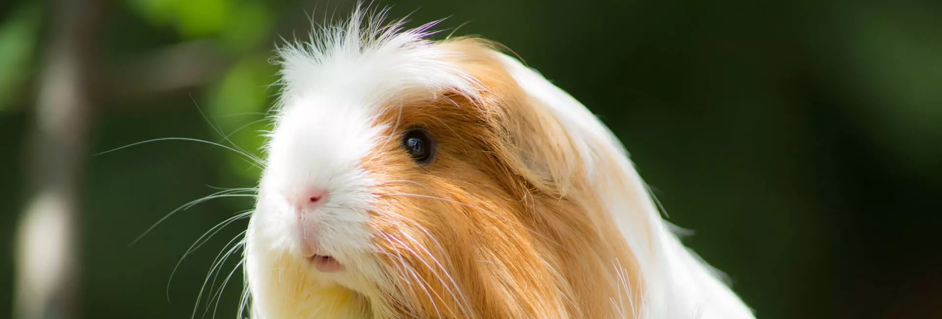 Kleintiere Hauptfutter Meerschweinchen Kleintiere Hauptfutter Meerschweinchen