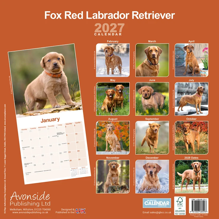 Kalender 2027 Fox Red Labrador Retriever