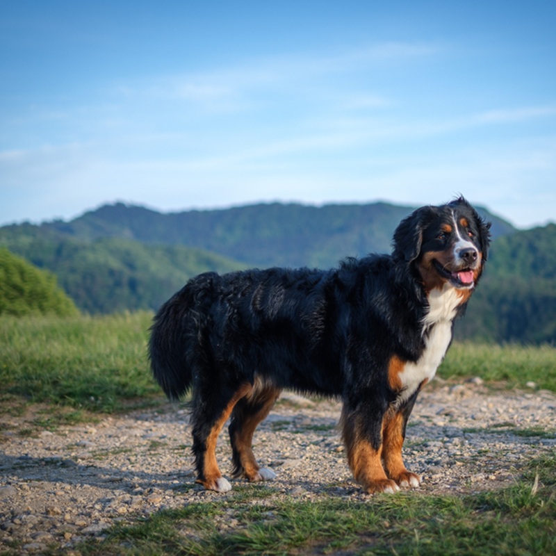 Ein dreifarbiger Berner Sennenhund steht auf einem Feldweg vor einer hügeligen Landschaft.