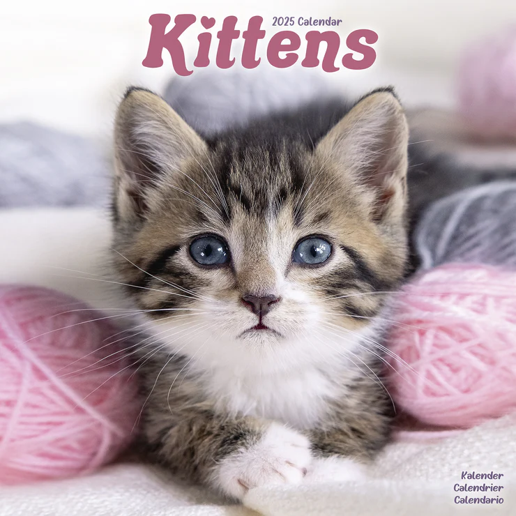 Kalender 2025 Kätzchen - Kitten