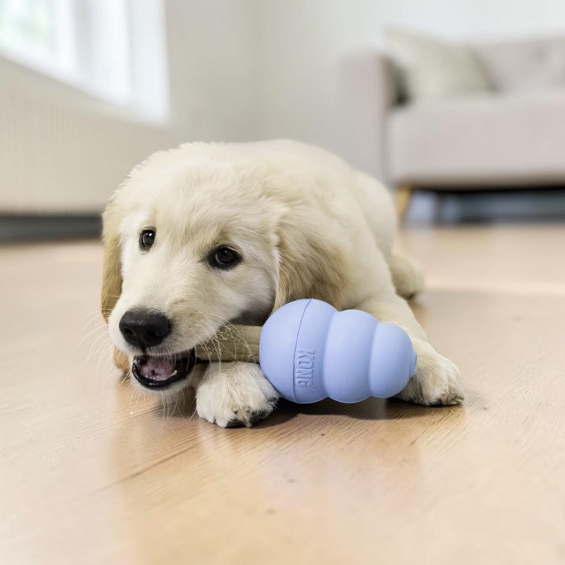 Ein beiger Golden-Retriever-Welpe liegt auf hellem Holzboden und kaut auf einem hellblauen KONG-Welpenspielzeug. Er hat den Kopf leicht gedreht, schaut nach vorn und hält das Spielzeug fest im Maul. Im Hintergrund ein helles Sofa.