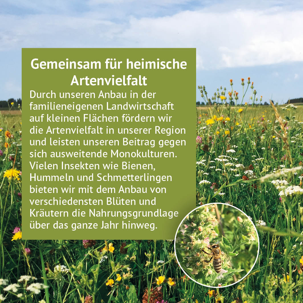 A field in bloom with a variety of wildflowers and grasses beneath a blue sky. A text box explains how family-run farms promote biodiversity and provide a varied food source for insects such as bees. A bee collects nectar from a flower.