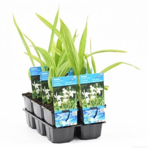 Dieci giovani piante di Bletilla striata Alba in vasi neri, disposte su un pallet di plastica. Le piante hanno foglie lunghe e verdi, alcune delle quali con striature giallastre. Ogni pianta è provvista di un'etichetta blu con fiori bianchi.