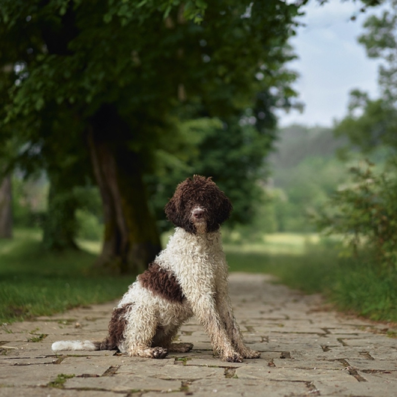Sitzender, braun-weiß gefleckter Lagotto Romagnolo auf einem Steinweg im Grünen.