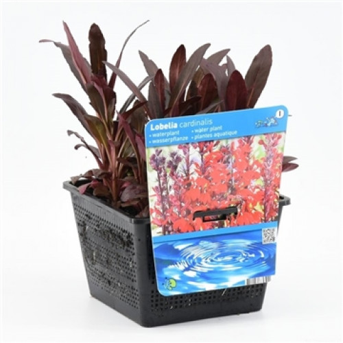 A Lobelia cardinalis aquatic plant in a black plastic pot with a label with blue accents.
