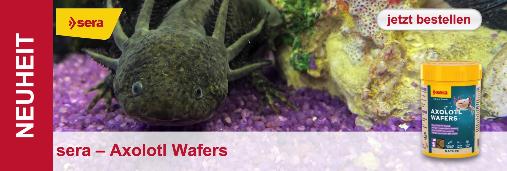 Un axolotl con rami branchiali in un letto di ghiaia viola davanti a un acquario, accanto a un barattolo di cibo con illustrazione di axolotl.