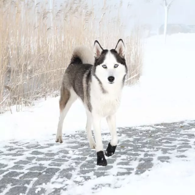 Paw protection Walker Active black Paw protection Walker Active black
