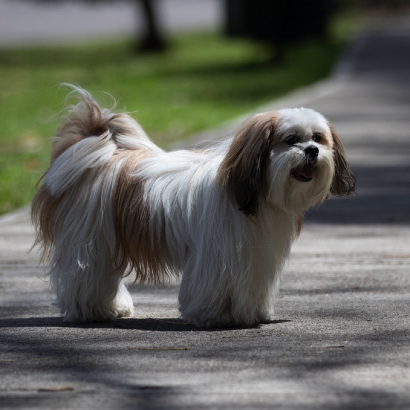 Ein stehender Lhasa Apso mit langem, geradem, weiß-braunem Fell blickt aufmerksam in die Ferne.