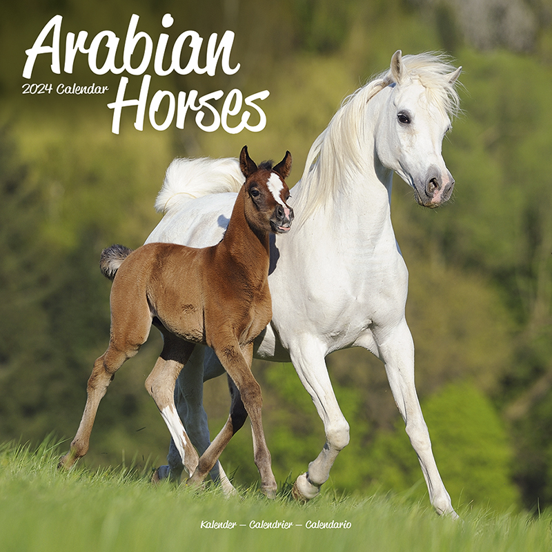 Kalender 2024 Araber - Arabian Horses