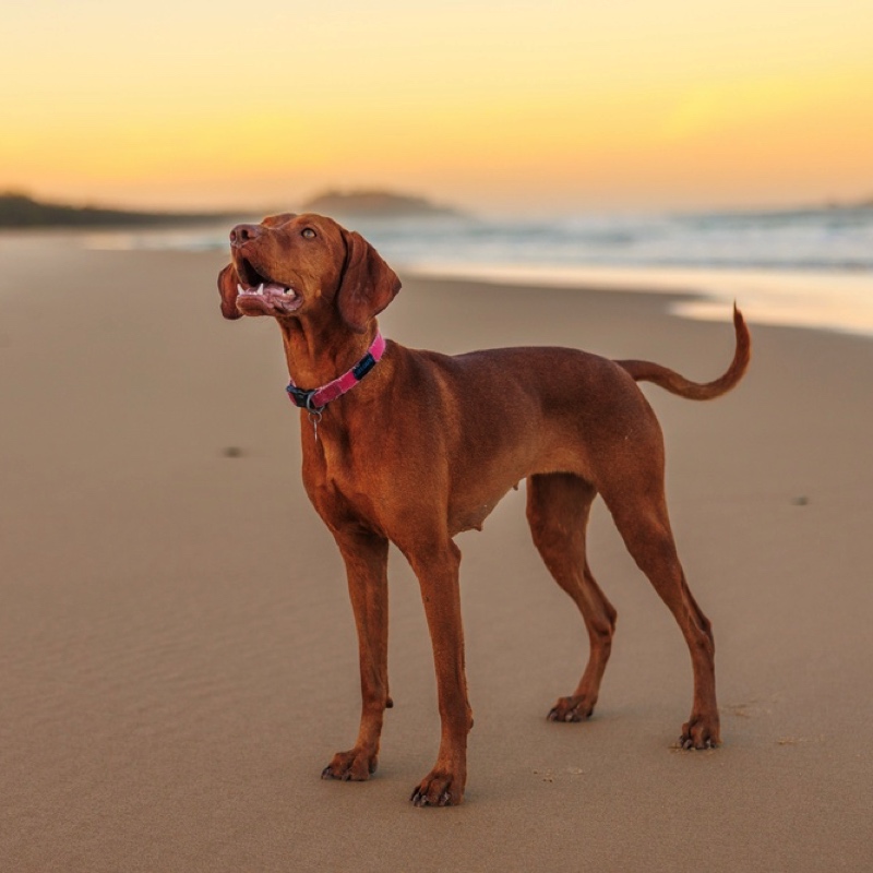 Ein Vizsla steht auf einem Sandstrand mit rosa Halsband und schaut nach oben.