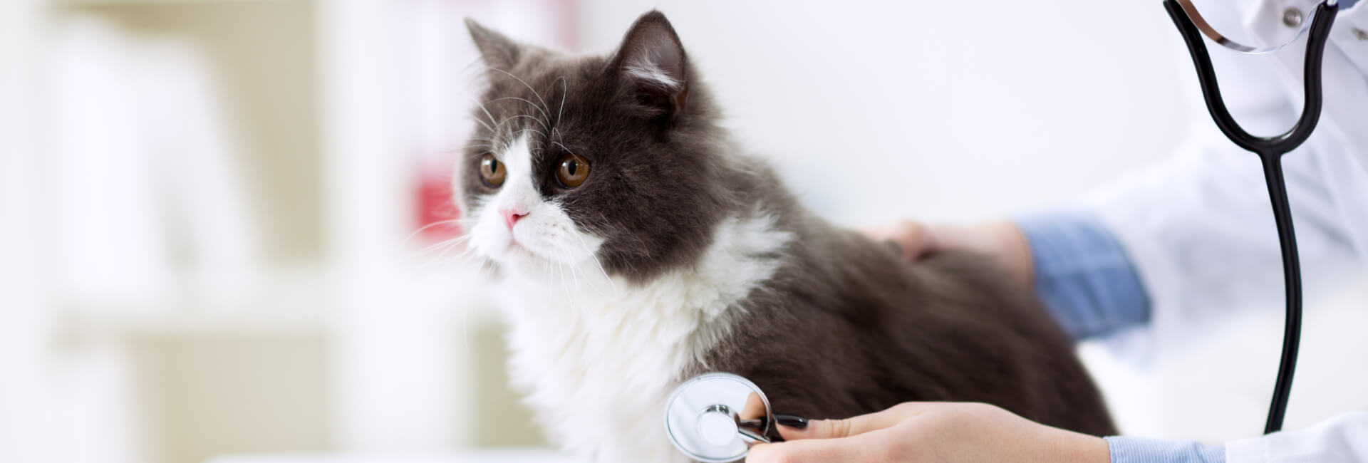 VET Tierarztfutter Katzen