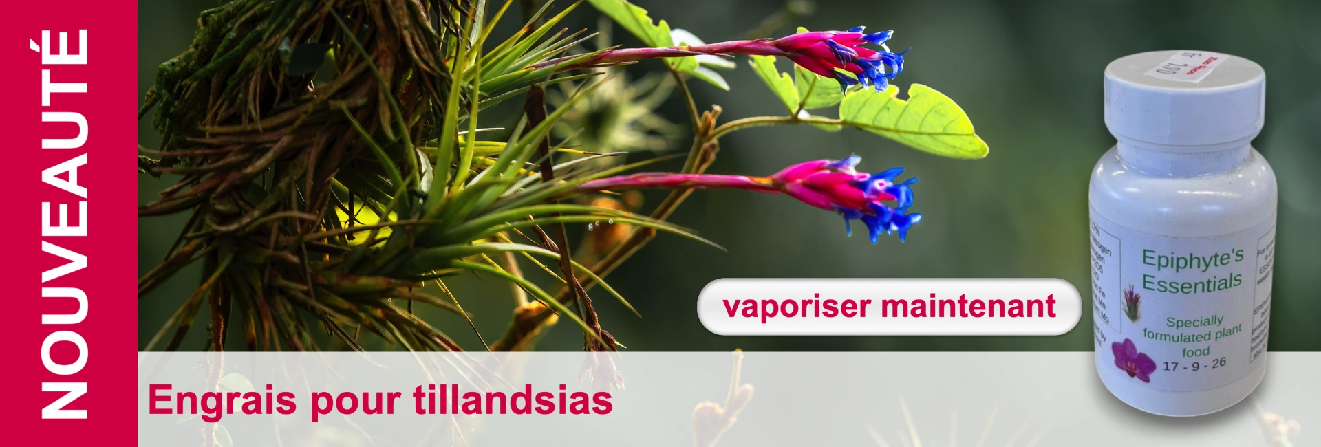 Des tillandsias en fleurs et une bouteille blanche de compléments alimentaires à base de plantes sur une table.