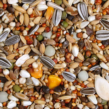 A varied mix of bird or animal feed containing cereals, seeds and kernels. You can see striped sunflower seeds, yellow pieces of maize, light-coloured millet, green peas and oat flakes, all packed closely together.