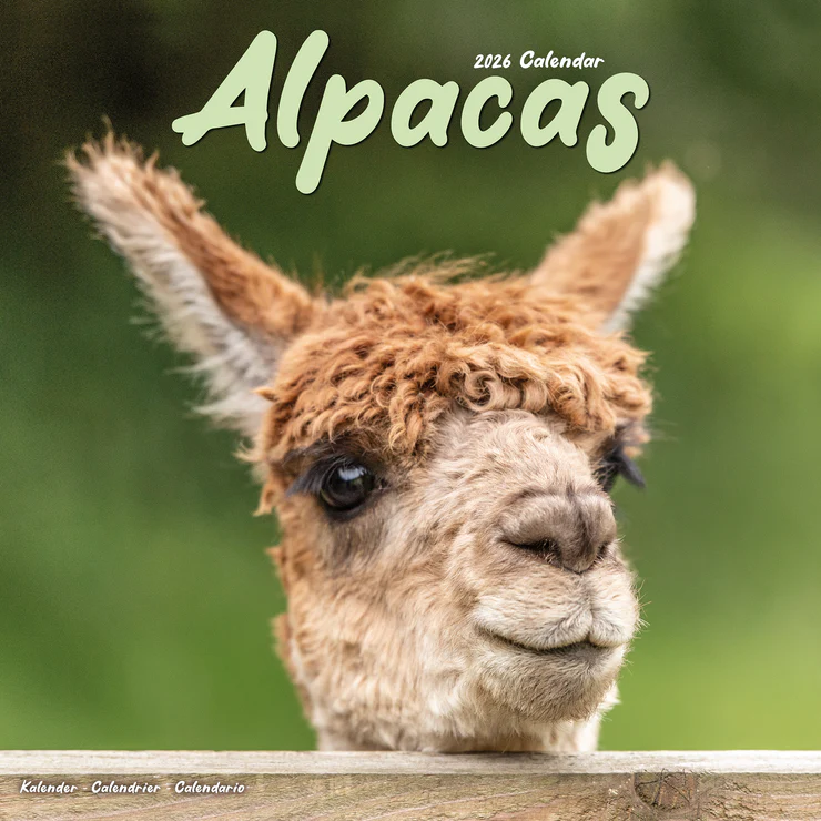 Kalender 2026 Alpacas