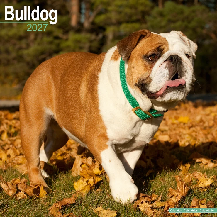 Calendrier 2026 Bulldog - Bouledogue anglais