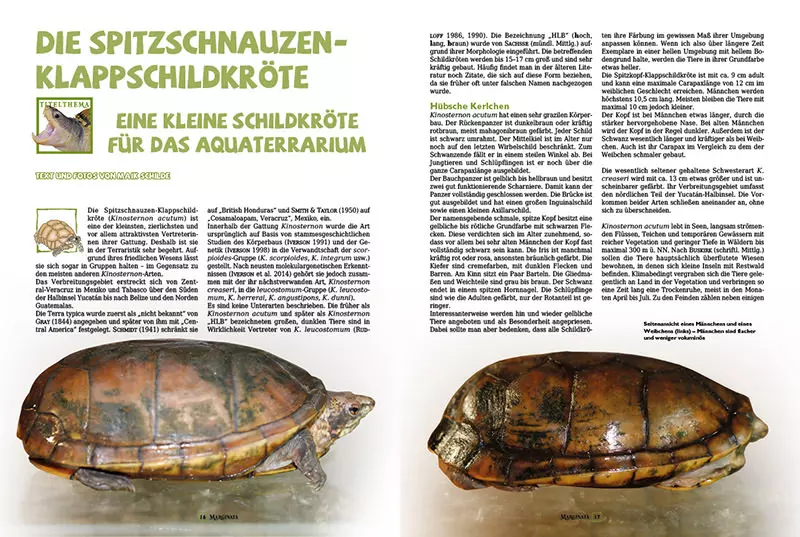 marginata-47-schildkroeten-mexikos-2 Marginata 47 - Schildkröten Mexikos