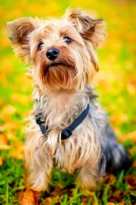 yorkshire Yorkshire Terrier