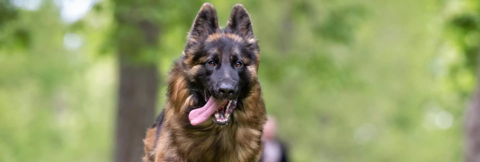 Hundehalter Jacken Hundehalter Jacken