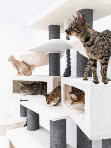 Tiragraffi bianco a più livelli con colonne in sisal grigio e diversi gatti. In cima c'è un gatto tigrato che guarda verso destra. Un gatto marrone chiaro è seduto più in basso. Altri tre gatti tigrati si trovano dentro e intorno alle cucce.