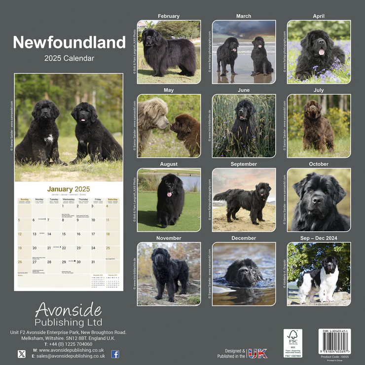 Calendrier 2025 Neufundländer - Newfoundland Calendrier 2025 Neufundländer - Newfoundland
