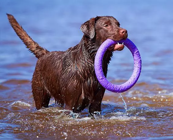 Puller play ring for dogs