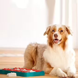 Nina Ottosson Brique pour chien  Nina Ottosson Brique pour chien