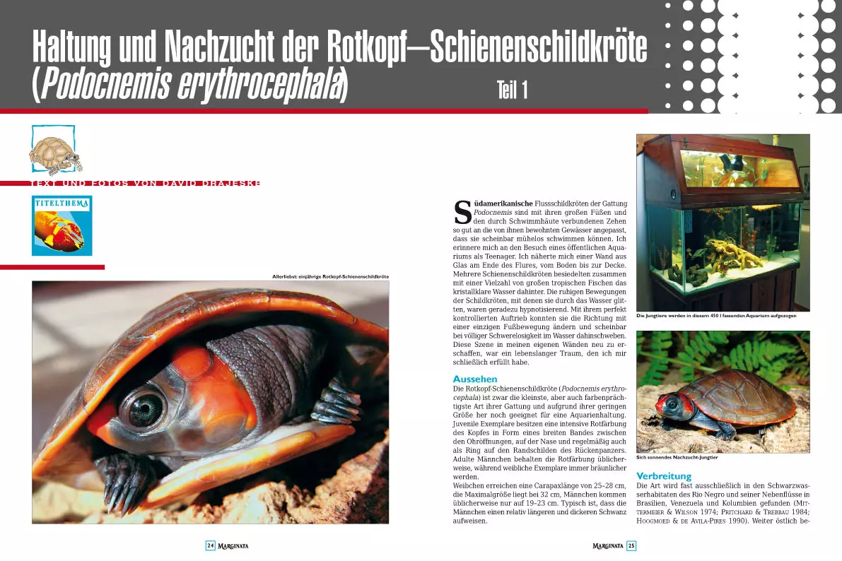 Marginata 40 - Rotkopf-Schienenschildkröten