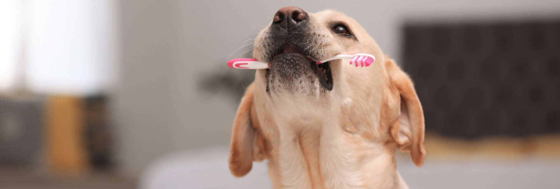 Hunde Pflege / Hygiene