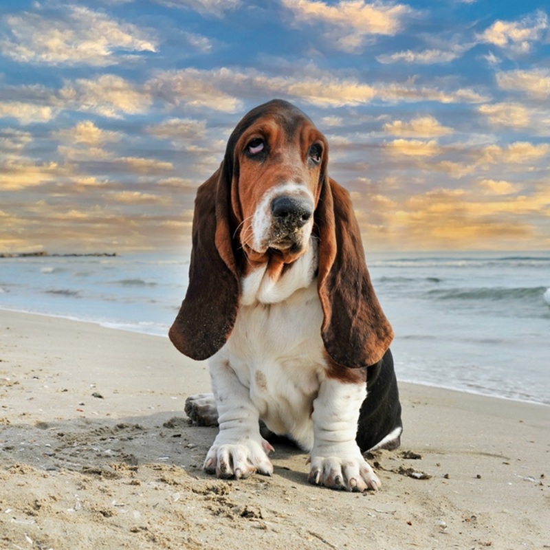 Ein Basset Hound sitzt am Strand mit langen Ohren, Blick nach vorne, der Himmel ist blau mit Wolken.