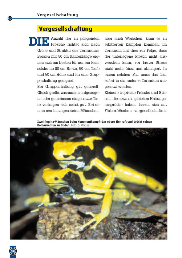 NTV - The dyeing dart frog