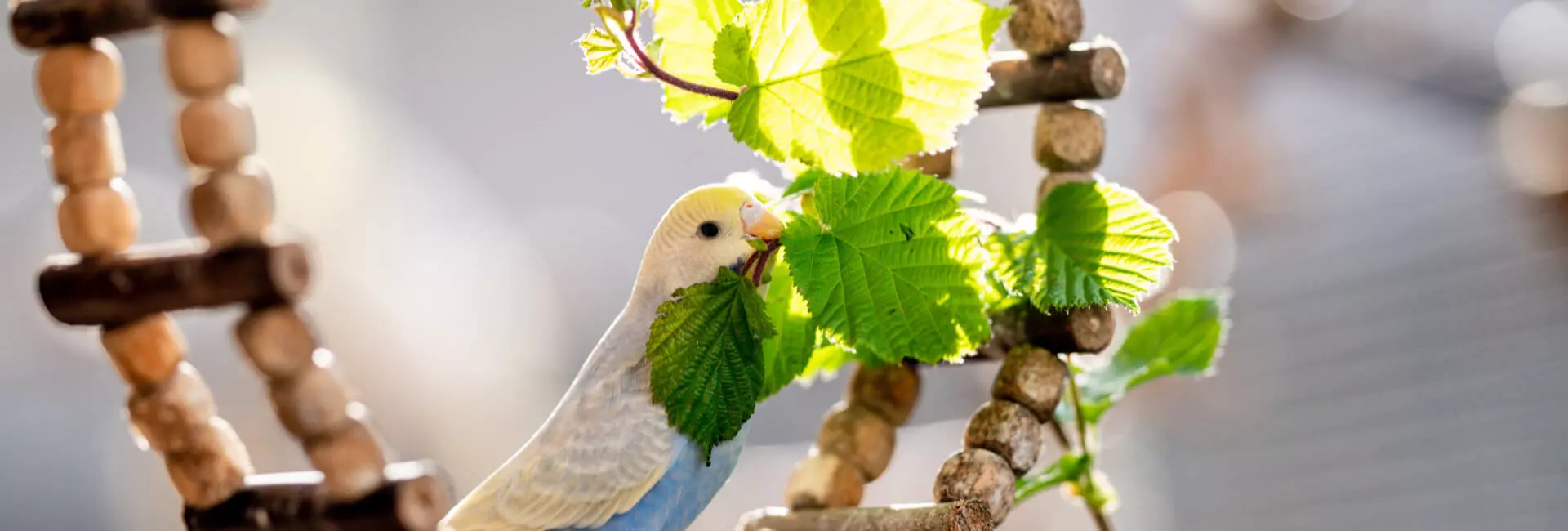 Vogel Zusatzfutter / Beschäftigung Vogel Zusatzfutter / Beschäftigung