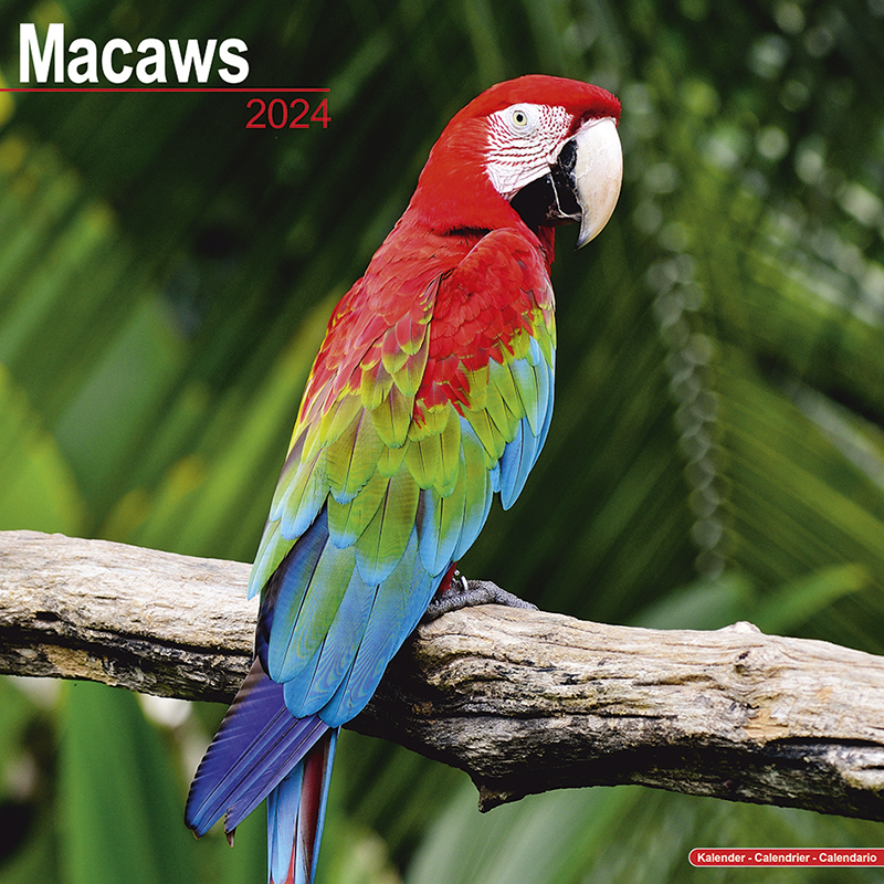 Kalender 2024 Ara - Aras - Macaws