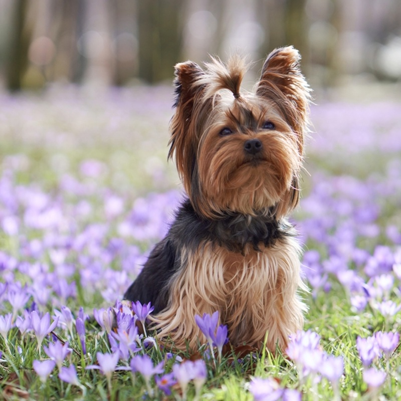 Ein Yorkshire Terrier sitzt auf einer Wiese voller violetter Krokusse und blickt nach oben. Sein Fell ist lang und seidig.
