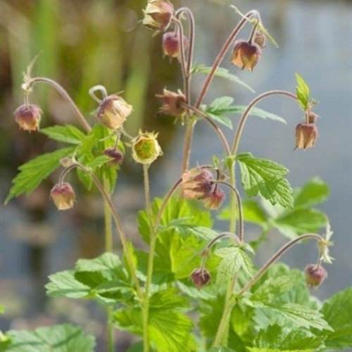 Wildblumen mit grünen Blättern und nickenden, glockenförmigen Blüten in Beige- und Brauntönen vor verschwommenem Hintergrund.
