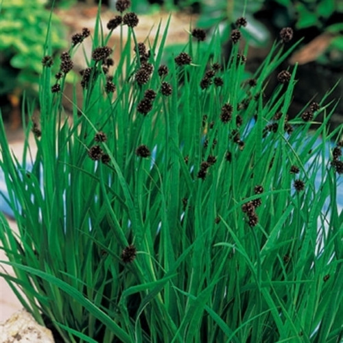 Green, narrow leaves rise upright, interspersed with dark brown, spherical inflorescences. Dense vegetation, near-natural garden scene.
