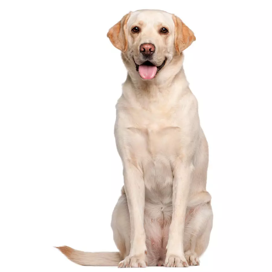 Labrador Retirever