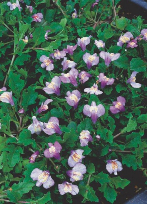 Close-up of a plant with purple flowers and green leaves.